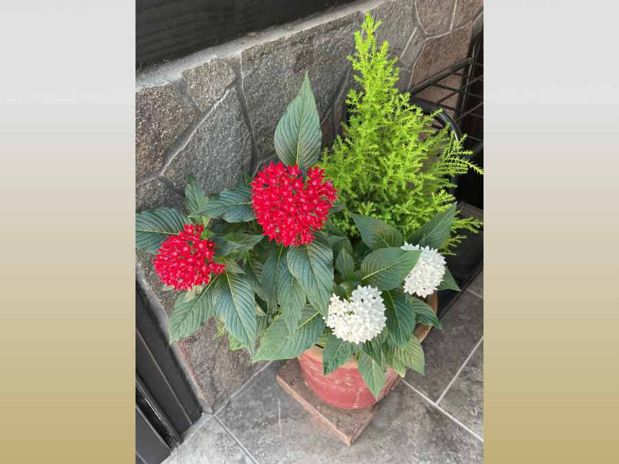 玄関の寄植え